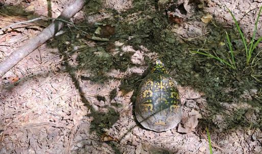 Photo #22 of 60 West James Anderson Hwy, Gladstone, VA 100.0 acres