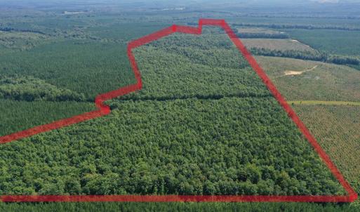Massive Beach Tree over looking Creek