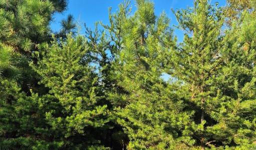 Photo #2 of Fort Drive, Pamplin, VA 3.2 acres