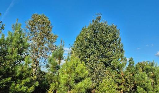 Photo #3 of Fort Drive, Pamplin, VA 3.2 acres