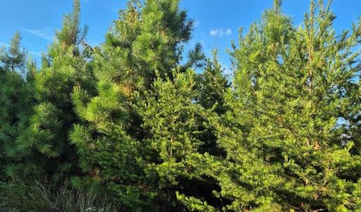 Photo #5 of Fort Drive, Pamplin, VA 3.2 acres