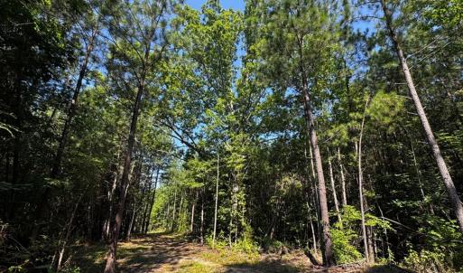 Photo #10 of 608 Old Shore RD, Blackstone, VA 23.2 acres