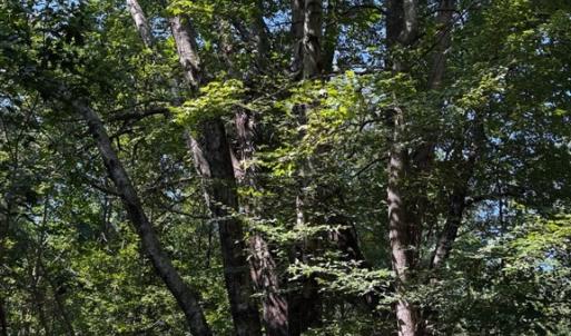 Photo #11 of 608 Old Shore RD, Blackstone, VA 23.2 acres