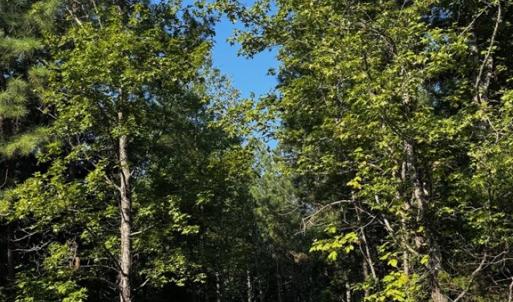 Photo #16 of 608 Old Shore RD, Blackstone, VA 23.2 acres