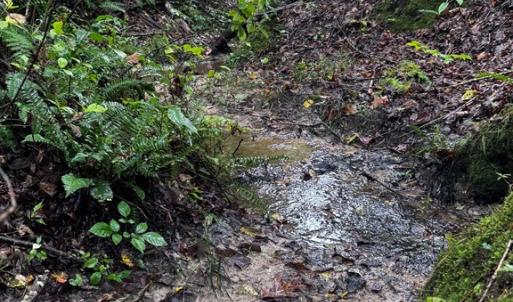 Photo #2 of 608 Old Shore RD, Blackstone, VA 23.2 acres