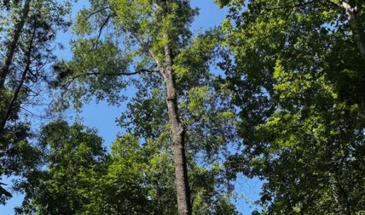 Photo #3 of 608 Old Shore RD, Blackstone, VA 23.2 acres