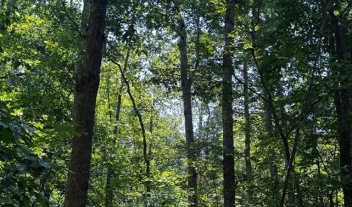 Photo #5 of 608 Old Shore RD, Blackstone, VA 23.2 acres