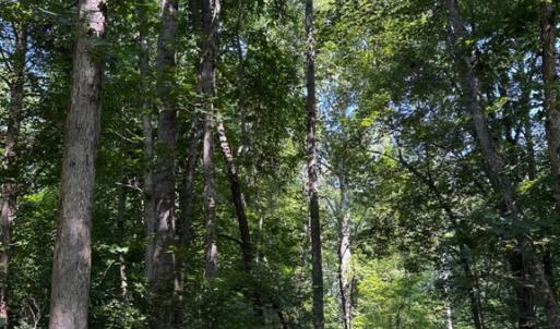 Photo #6 of 608 Old Shore RD, Blackstone, VA 23.2 acres