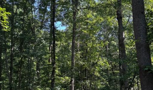 Photo #7 of 608 Old Shore RD, Blackstone, VA 23.2 acres