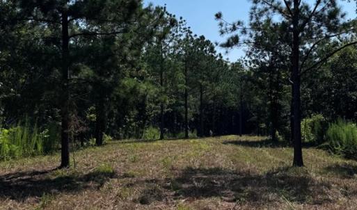 Photo #8 of 608 Old Shore RD, Blackstone, VA 23.2 acres