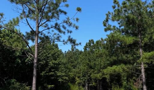 Photo #9 of 608 Old Shore RD, Blackstone, VA 23.2 acres