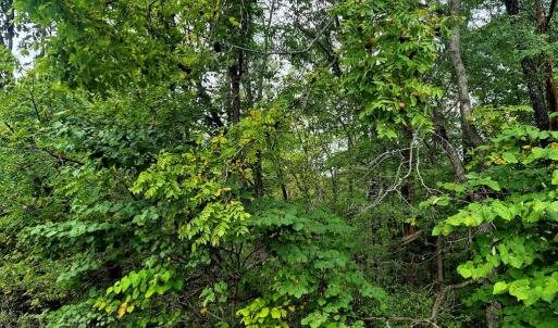 Photo #3 of Wildflower Lane, Dillwyn, VA 10.2 acres