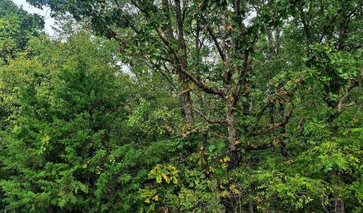 Photo #4 of Wildflower Lane, Dillwyn, VA 10.2 acres