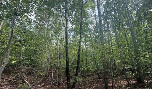 Photo #5 of Westpoint Stevens Rd, Drakes Branch, VA 13.5 acres