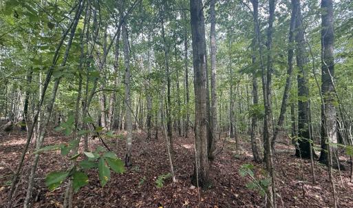 Photo #6 of Westpoint Stevens Rd, Drakes Branch, VA 13.5 acres