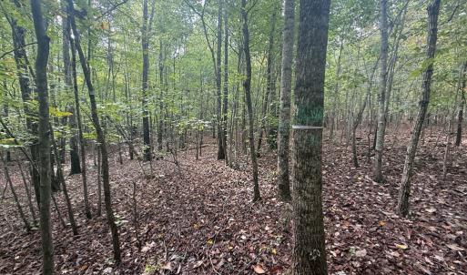 Photo #11 of Westpoint Stevens Rd, Drakes Branch, VA 13.5 acres