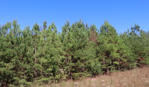 Photo #5 of 15 Farmville Road, Meherrin, VA 4.4 acres