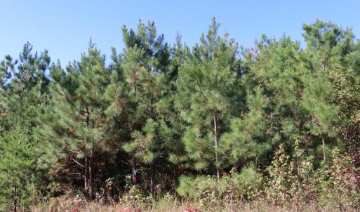 Photo #2 of 15 Farmville Road, Meherrin, VA 6.7 acres