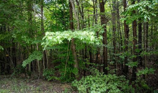 Photo #5 of Gully Tavern Lane, Rice, VA 30.0 acres