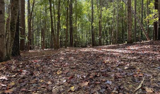 Photo #13 of Coleman Mountain Road, Appomattox, VA 112.8 acres