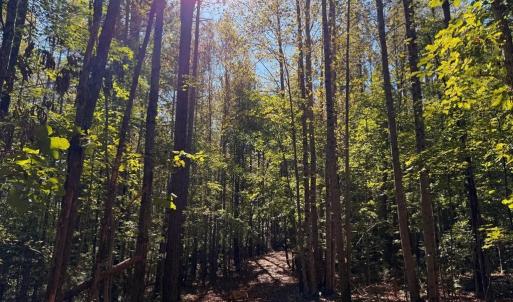 Photo #5 of Coleman Mountain Road, Appomattox, VA 112.8 acres