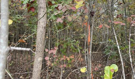 Photo #10 of Rehoboth Road, Victoria, VA 18.2 acres