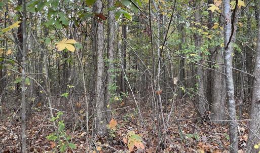 Photo #11 of Rehoboth Road, Victoria, VA 18.2 acres