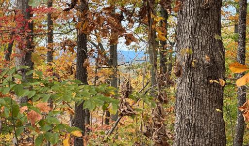 Photo #5 of Chase Trail Lane, Gladstone, VA 23.8 acres