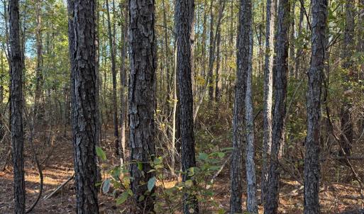 Photo #7 of 612 Richmond Road, Amelia Court House, VA 44.6 acres