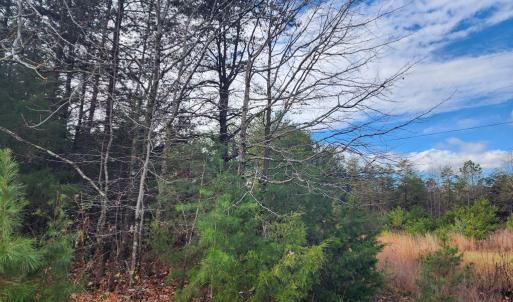 Photo #7 of Wildway Rd, Appomattox, VA 37.5 acres
