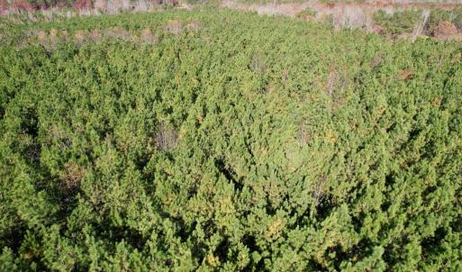 Photo #6 of Grubby Rd, Wilsons, VA 39.5 acres