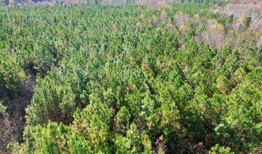 Photo #7 of Grubby Rd, Wilsons, VA 39.5 acres