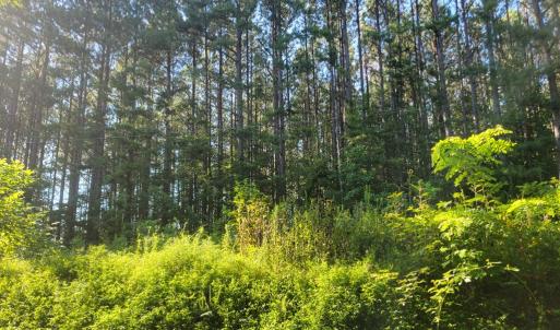 Photo #13 of 626 Double Bridges, Keysville, VA 8.7 acres