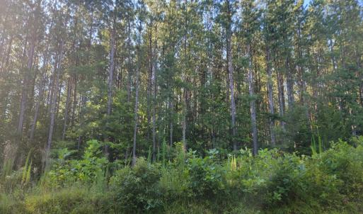 Photo #15 of 626 Double Bridges, Keysville, VA 8.7 acres