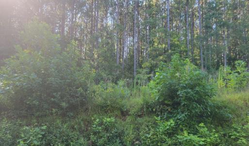 Photo #16 of 626 Double Bridges, Keysville, VA 8.7 acres