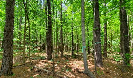 Photo #5 of 626 Double Bridges, Keysville, VA 8.7 acres