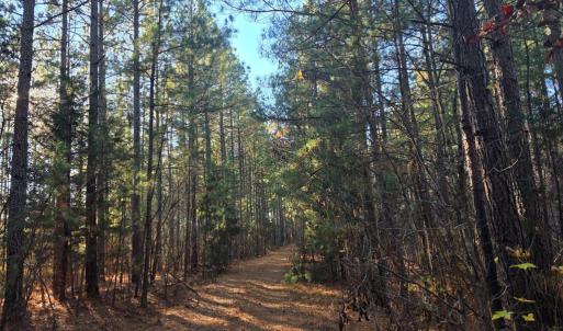 Photo #3 of Mountain Creek Rd, Meherrin, VA 25.0 acres