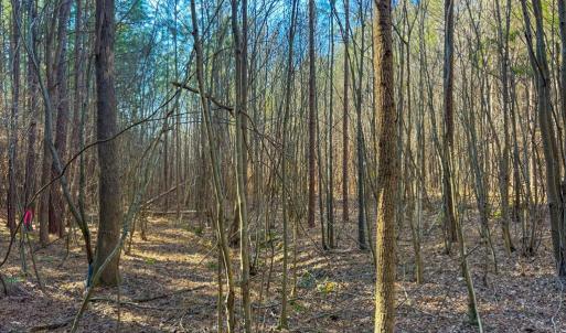 Photo #6 of Crystal Lake Road, Crewe, VA 15.1 acres