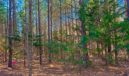 Photo #7 of Crystal Lake Road, Crewe, VA 15.1 acres