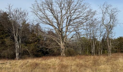 Photo #4 of Watt Abbitt Road, Appomattox, VA 42.7 acres