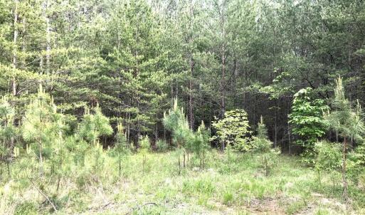 Photo #6 of 60 W. James Anderson Hwy, Buckingham, VA 35.3 acres