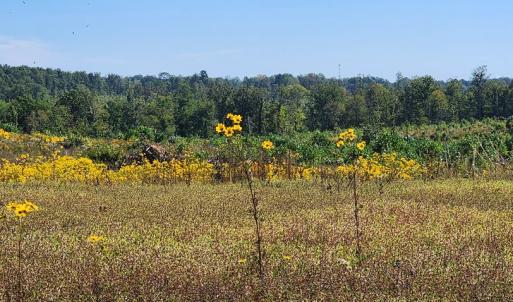 Photo #12 of Glenmore Road, Scottsville, VA 1,202.0 acres