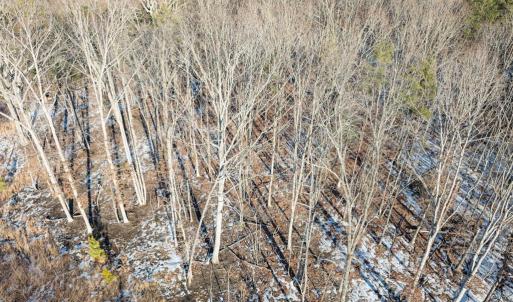 Photo #23 of O Five Forks Road, Pamplin, VA 4.5 acres