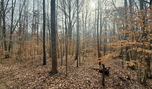 Photo #6 of 62 Willis Bluff LN, Cumberland, VA 8.0 acres