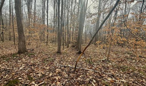 Photo #7 of 62 Willis Bluff LN, Cumberland, VA 8.0 acres