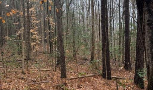 Photo #10 of 26398 Cherry Hill Rd, McKenney, VA 21.7 acres