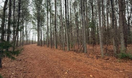 Photo #16 of 26398 Cherry Hill Rd, McKenney, VA 21.7 acres