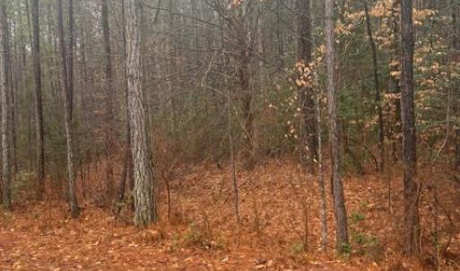 Photo #4 of 26399 Cherry Hill Rd, McKenney, VA 20.7 acres