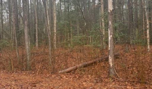 Photo #4 of 26400 Cherry Hill Rd, McKenney, VA 20.9 acres