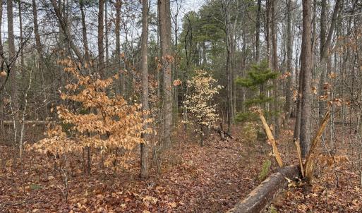 Photo #6 of Snow Hill Road, Alton, VA 31.7 acres